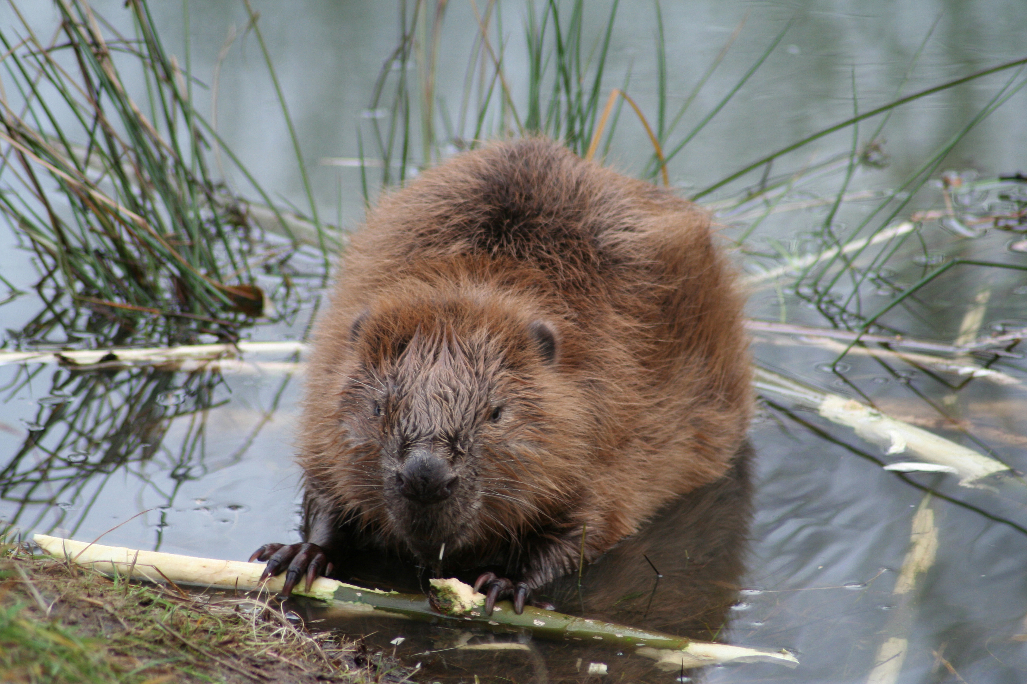 Biosphärenreservat Mittelelbe Nationale Naturlandschaften