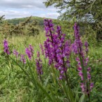 Lila Orchideen auf dem Dörnberg im Nautrpark Habichtswald. © Annika Ludolph/Nautrpark Habichtswald
