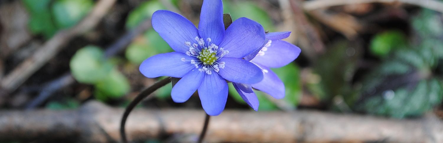Leberblümchen. © Naturpark Märkische Schweiz