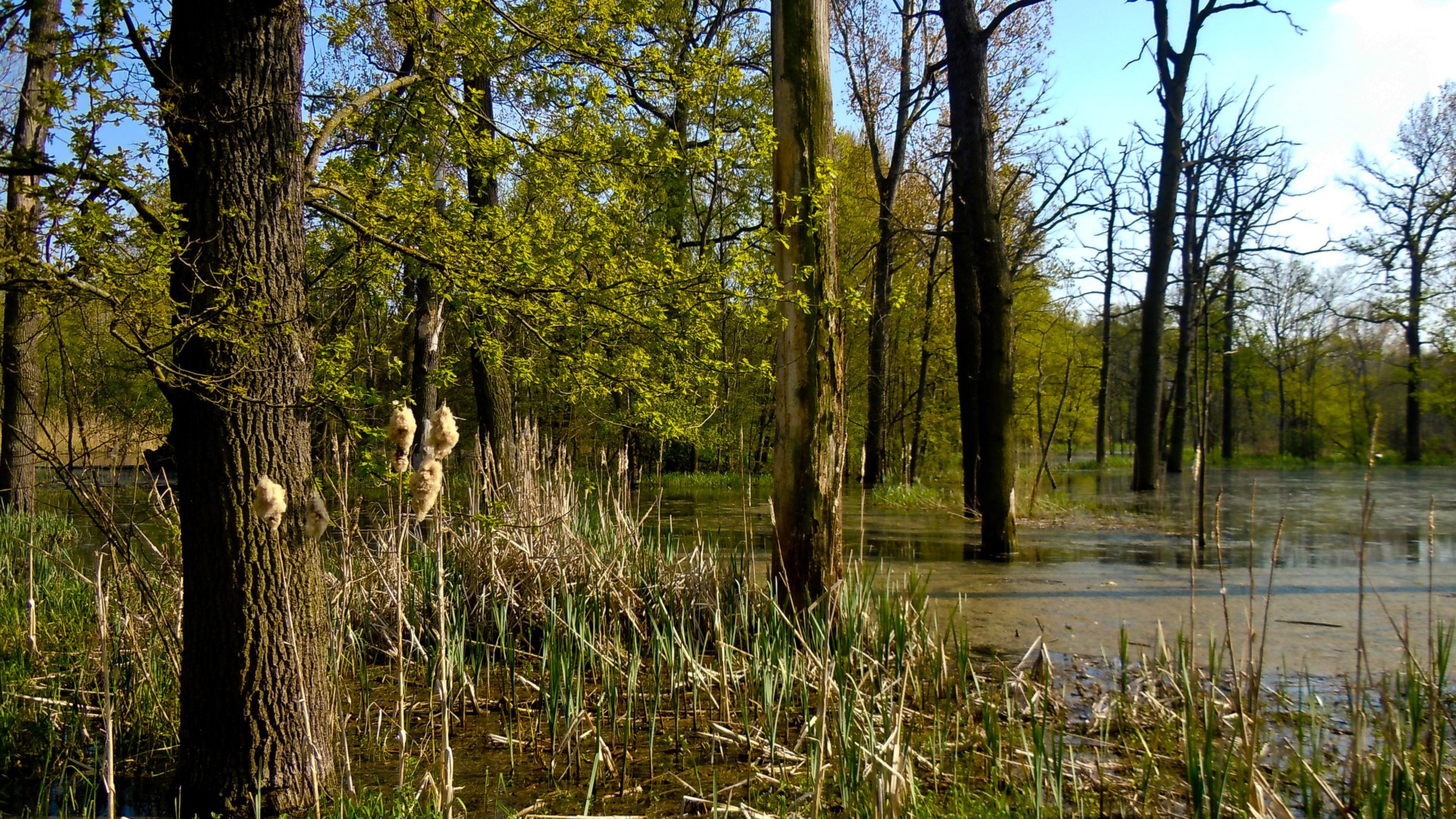 Auwald bei Plötzkau