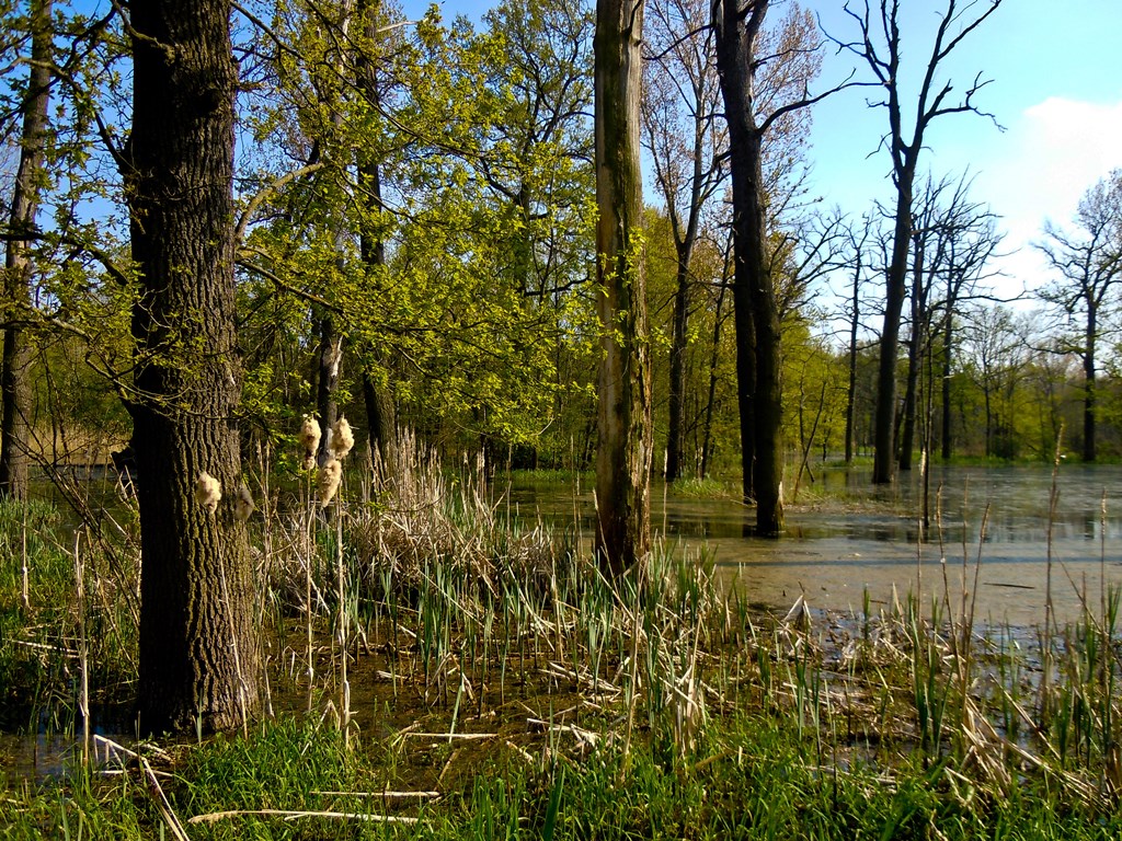 Auwald im Naturpark Unteres Saaletal.