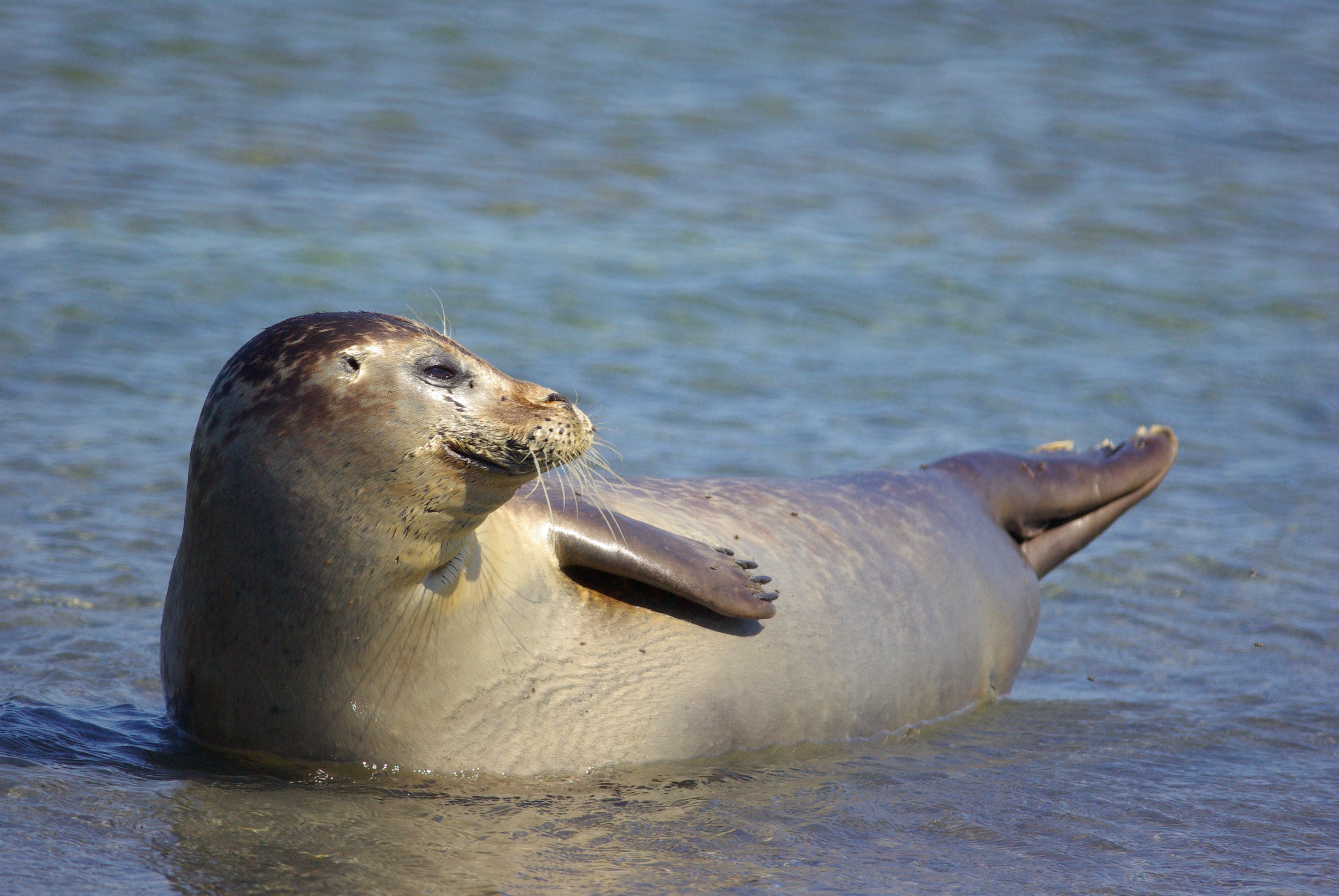 Biosphärenreservat Hamburgisches Wattenmeer Nationale Naturlandschaften