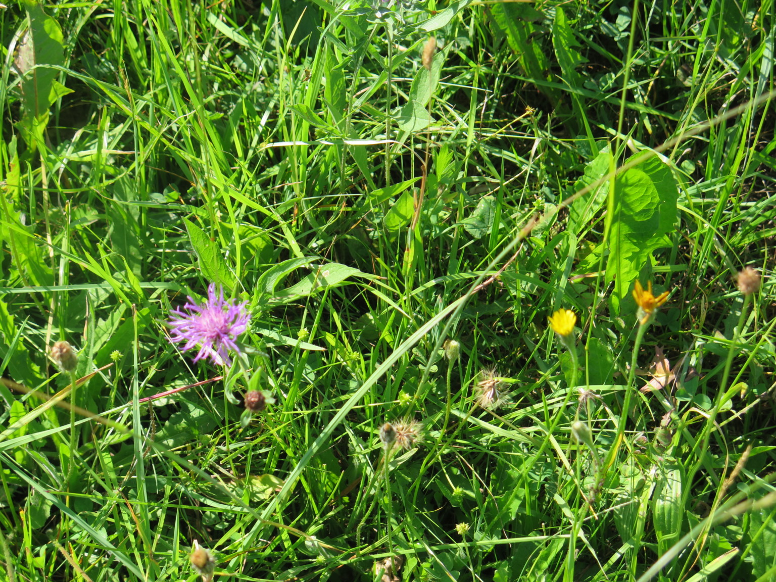Fett und Magerwiese Nationale Naturlandschaften
