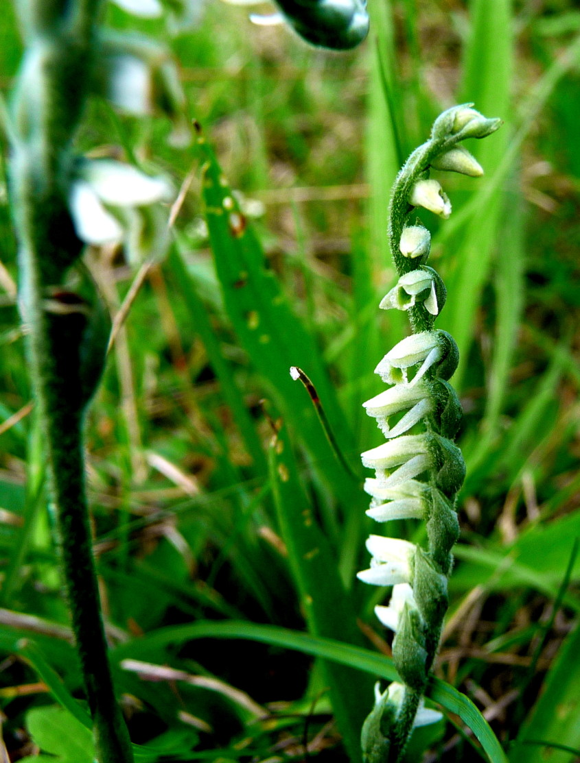 Eine seltene Schönheit die HerbstDrehwurz Nationale Naturlandschaften