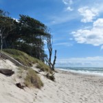 Blick auf den Darßer Weststrand im Nationalpark Vorpommersche Boddenlandschaft mit den markanten Windflüchtern am Küstensaum der Ostsee