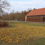 Gelblühende Krokusse auf einer Rasenfläche neben einer Straße