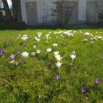 Wiese mit weißen und lila Krokussblüten, im Hintergrund ein Gebäude Wiese mit weißen und lila Krokussblüten, im Hintergrund ein Gebäude