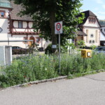 innerörtliche Verkehrsinsel mit ca. 50 cm hohen Blütenpflanzen bewachsen