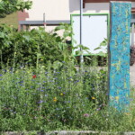 Blühfläche neben Fuß- und Verkehrsweg