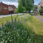 Blühende Wiesenfläche am innerörtlichen Straßenrand Blühende Wiesenfläche am innerörtlichen Straßenrand