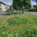 Blühende Wiesenfläche am innerörtlichen Straßenrand Blühende Wiesenfläche am innerörtlichen Straßenrand