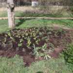 Beetfläche mit Schlüsselblumen und Kräutern Beetfläche mit Schlüsselblumen und Kräutern