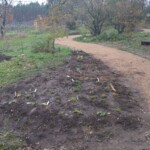 Frisch angelegtes Beet mit Jungpflänzchen am Rand eines Weges