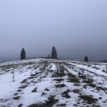 Leicht mit Schnee bedeckte Agrarfläche mit jungen Heckenpflanzen Leicht mit Schnee bedeckte Agrarfläche mit jungen Heckenpflanzen