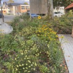 Beetfläche neben innerörtlichem Fußweg mit diversen blühenden Stauden Beetfläche neben innerörtlichem Fußweg mit diversen blühenden Stauden