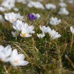 Nahaufnahme von weiß-blühenden Krokussen in einer Wiese
