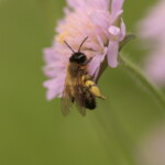 Biene auf einer rosa Blüte