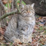 Wildkatze auf Herbstlaub