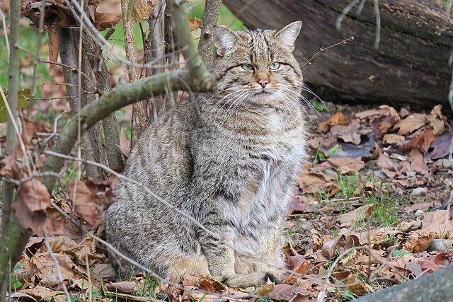 Wildkatze auf Herbstlaub