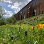 Frühblüher auf einer Wiese vor dem Kloster Zarrentin