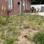 Wildblumenbereich vor einem Haus