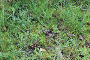 Junge Pflanzen in einer Wiese