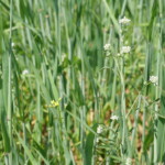 Blüten von Leindotter in Gelb und von Kresse in Weiß