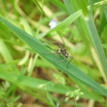 Spinne auf Getreidehalm