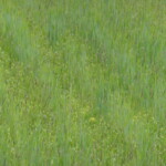 Feld mit abwechselnden Streifen aus noch grünen Gerstenpflanzen niedrigen blühenden Pflanzne