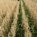 Drei Reihen mit niedrigeren grünen Pflanzen in einem Feld mit hoch gewachsenen Haferpflanzen