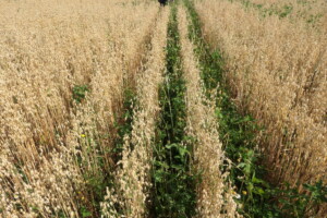 Drei Reihen mit niedrigeren grünen Pflanzen in einem Feld mit hoch gewachsenen Haferpflanzen