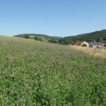 Auf einer Wiese wächst blühender Glee. Im Hintergrund ist eine hügelige Landschaft und ein Dorf zu sehen.