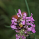 Eine Wildbiene sitzt auf einer rosa farbenen Blüte