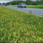Blick über einen Straßenrandstreifen, dicht bestanden mit gelb blühenden Klappertopfpflanzen; auf der zweispurigen Straße daneben fahren drei Autos.