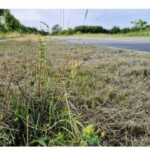 Flacher Blick auf einen Straßenrandstreifen mit kurz gemähtem Gras und einer gelbblühenden Klappertopfpflanze im Vordergrund