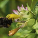 Nahaufnahme einer gelbblühenden Klappertopfblüte mit darauf sitzender Hummel