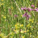 Blick in eine gelb und violett blühende Wiese, u.a. mit Klappertopfpflanzen