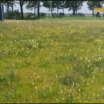 Blick auf eine große Verkehrsinsel mit niedrigen, gelbblühenden Blumen und Gräsern