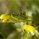 Nahaufnahme einer gelben Klappertopfblüte mit darauf sitzendem Heupferd
