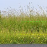 Von einem Asphaltstreifen aus betrachtet folgt auf diesen ein ca. 20 cm hoher blühender Gras-Stauden-Streifen mit einer Tiefe von ca. 1 Meter, dahinter beginnt Gras mit Blütenständen und einer Höhe von ca. 80 cm. Die Höhe der vorderen, niedrigen Vegetation ist durch eine eingezeichnete gelbe Strichellinie und einen kurzen senkrechten Pfeil verdeutlich, die Höhe der hinteren, hohen Vegetation ist durch eine grüne Strichellinie und einen langen senkrechten Pfeil verdeutlicht.