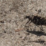 Makroaufnahme von zwei aufeinandersitzenden Käfern mit schwarz-bunt schillerndem Panzer mit weißer Zeichnung