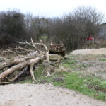 Im Vorder- und Hintergrund Sandflächen dazwischen ein Totholzhaufen, im Hintergrund Büsche und Bäume