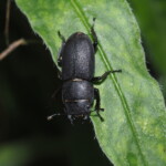 Ein schwarzer Käfer krabbelt kopfüber an einem Blatt