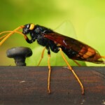Eine imposante schwarz-braune Wespe mit gelben Fühlern und Beinen sitzt auf einer Holzlatte