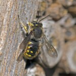 Eine Biene krabbelt an Holz herauf