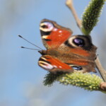 Ein rötlicher Schmetterling mit blauen Kreiszeichnungen sitzt auf einem Weidenast