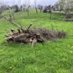 Haufen aus Ästen und Zweigen auf einer Wiese