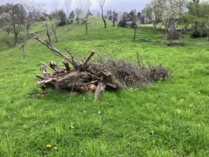 Haufen aus Ästen und Zweigen auf einer Wiese