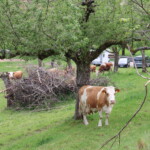 Weide mit mehreren Kühen, einem Baum und darunter einem Totholzhaufen