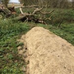 Ein kleiner Sandwall umgeben von flacher Vegetation und Totholz